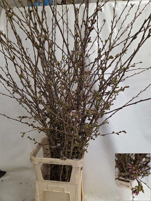 <h4>Prunus Serrulata 180cm P Stem</h4>