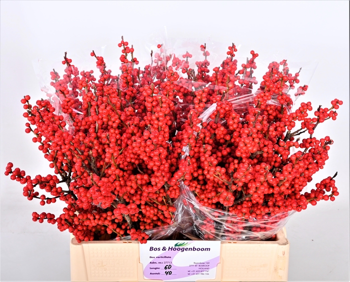 <h4>ILEX VE RODE BES</h4>