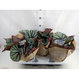 Begonia BD 'MagicColours Fedor'