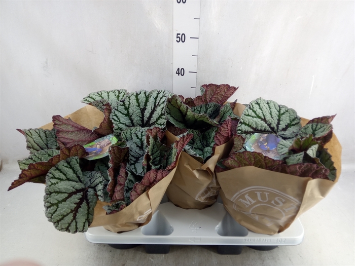 Begonia BD 'MagicColours Fedor'