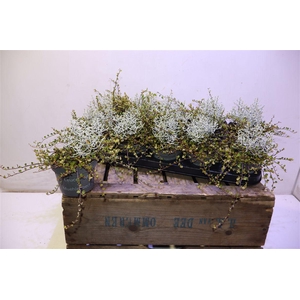 arr8 Leucoph Brownii + Muehlenbeckia