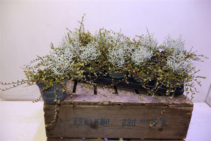 <h4>arr8 Leucoph Brownii + Muehlenbeckia</h4>