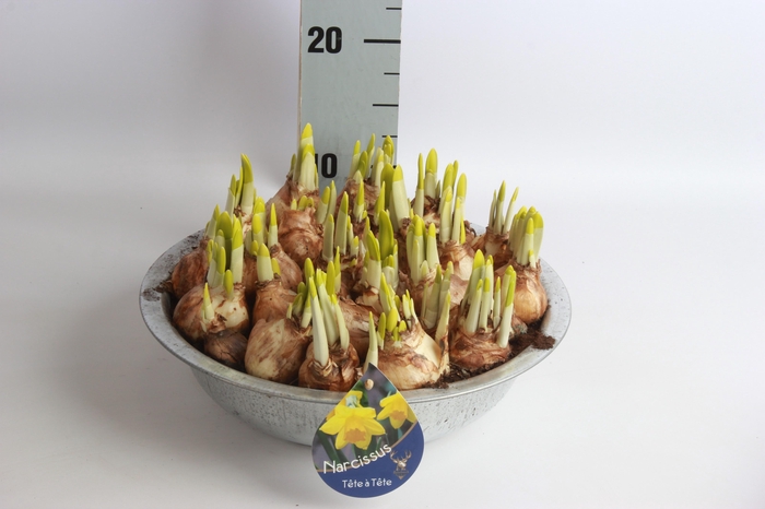 <h4>ARR N TETE A TETE</h4>