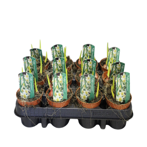 Bol op pot Tulip Turkestanica