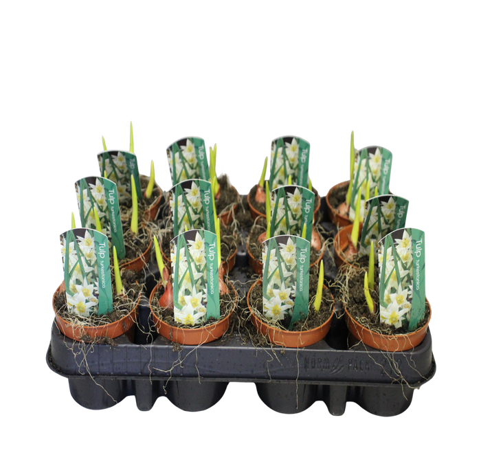 <h4>Bol op pot Tulip Turkestanica</h4>