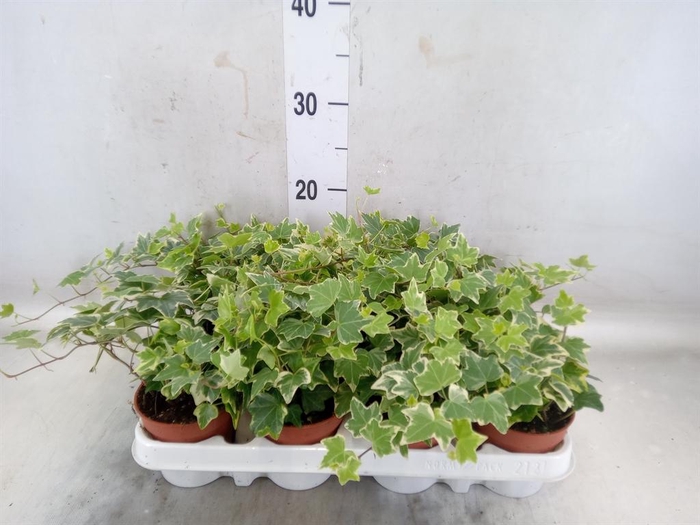 <h4>Hedera helix 'Eva'</h4>