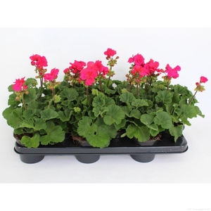 Pelargonium Zonale Toscane Onno