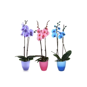 Change Mix Phal I Am Mix 2T14+