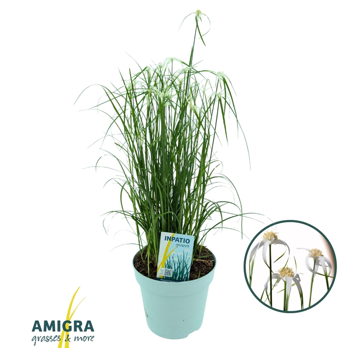 <h4>Rhynchospora colorata</h4>