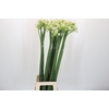 Ornithogalum saundersiae