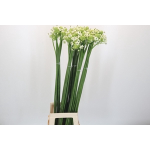 Ornithogalum saundersiae