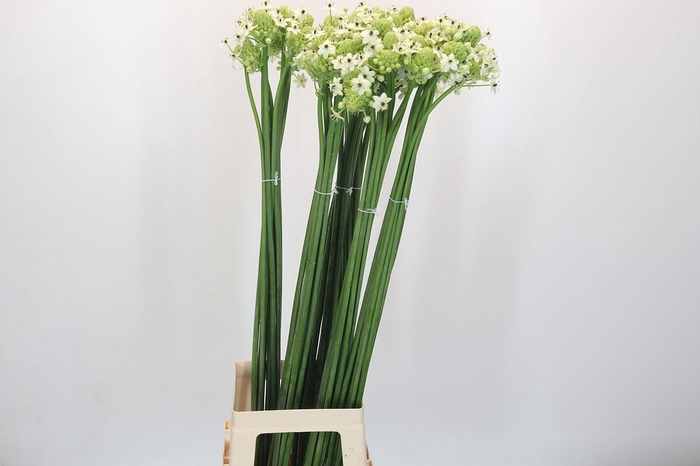 <h4>Ornithogalum saundersiae</h4>