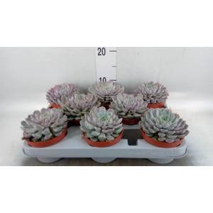 Echeveria cuspidata