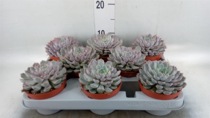 <h4>Echeveria cuspidata</h4>