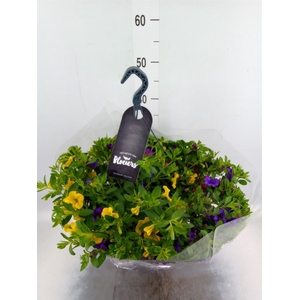 Calibrachoa   ...