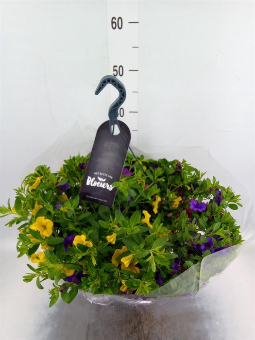<h4>Calibrachoa   ...</h4>
