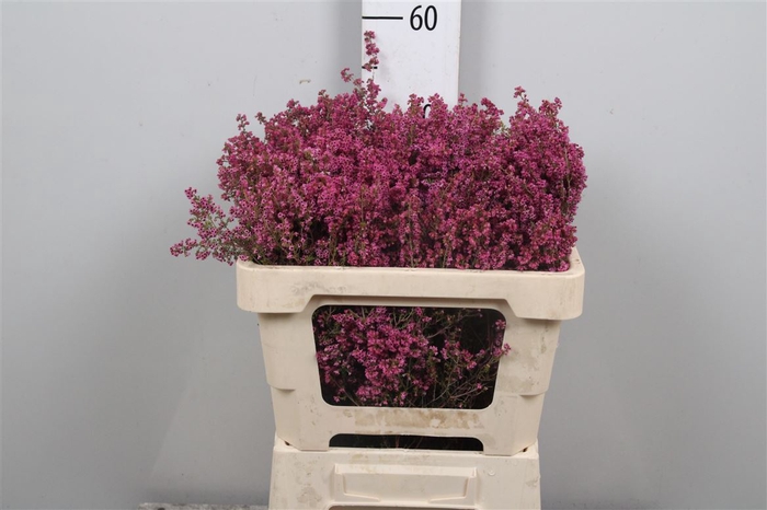 <h4>Kaaps Erica Bicolor</h4>