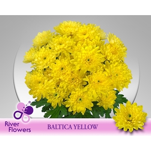 Chr T Baltica Yellow