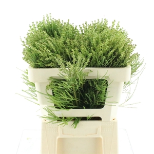Kaaps Lanuginosa Green
