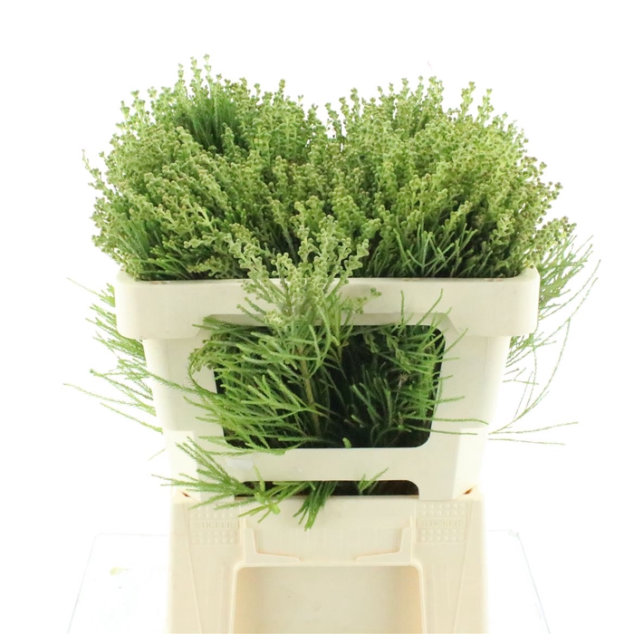 <h4>Kaaps Lanuginosa Green</h4>