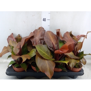 Philodendron  'Sunlight'