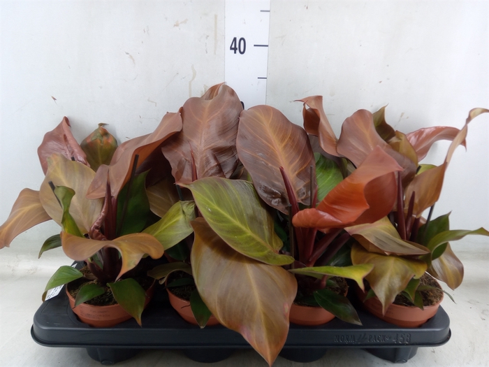 <h4>Philodendron  'Sunlight'</h4>