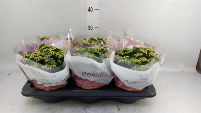 <h4>Kalanchoe blos. 'RosDon Alano'</h4>