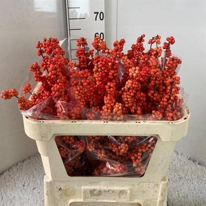 Ilex vert Winter Gold L 7