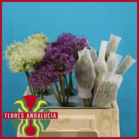 <h4>Allium Grootbloemig</h4>