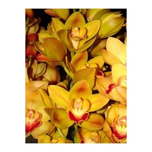 Cymbidium Orange/Gold 8/11 Bl pst