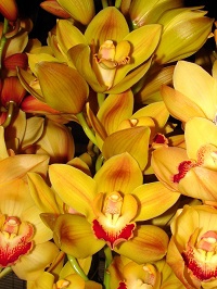 Cymbidium Orange/Gold 8/11 Bl pst