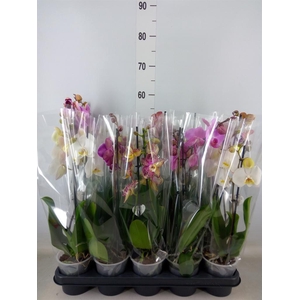 Phalaenopsis   ...mix