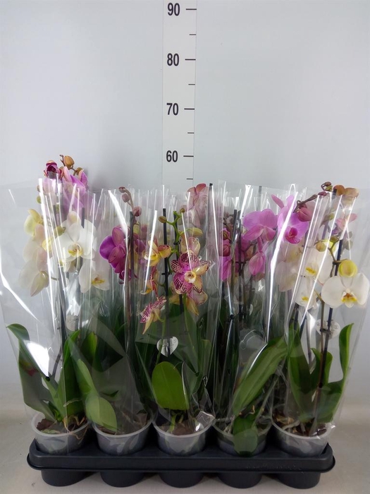 <h4>Phalaenopsis   ...mix</h4>