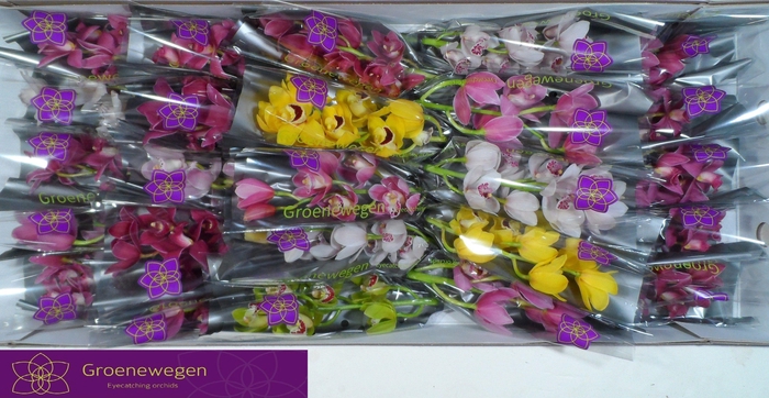 <h4>CYMB MI GEM</h4>