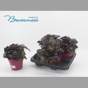 AEONIUM AB VELOURS