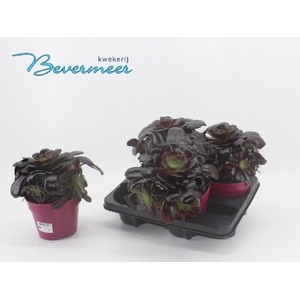 AEONIUM AB VELOURS