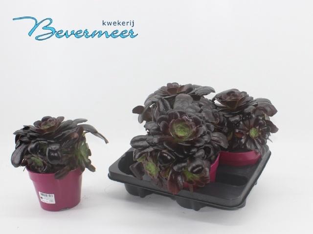 <h4>AEONIUM AB VELOURS</h4>