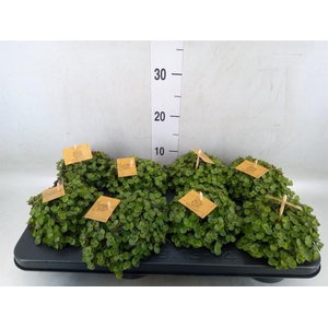 Callisia repens 'Turtle'