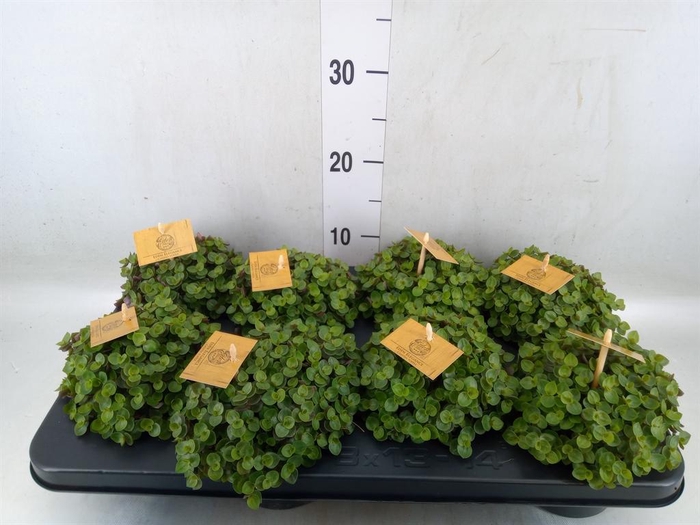 <h4>Callisia repens 'Turtle'</h4>