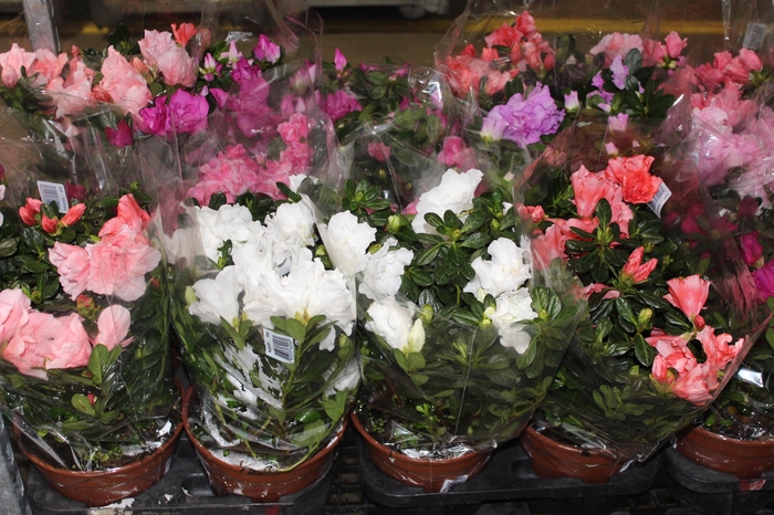 <h4>AZALEIA P20</h4>