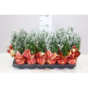 Chamaecyparis La Ellwoodii Snow Potcover Red