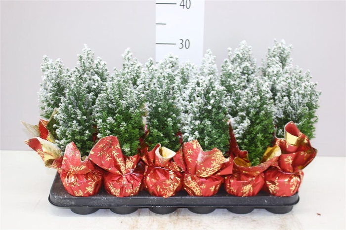 <h4>Chamaecyparis La Ellwoodii Snow Potcover Red</h4>