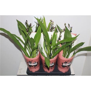 Orchidee Zygopetalum, Mix 2-spike Orchid C