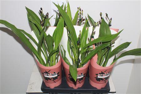 <h4>Orchidee Zygopetalum, Mix 2-spike Orchid C</h4>