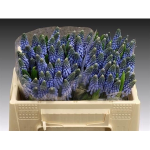 MUSCARI CAROLA
