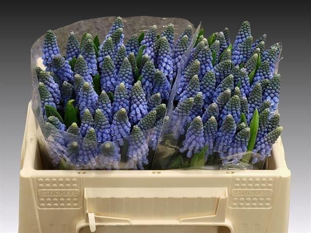 <h4>MUSCARI CAROLA</h4>