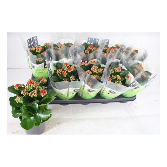 <h4>KAL GE RUBIO RED</h4>