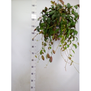 Aeschynanthus marmoratus