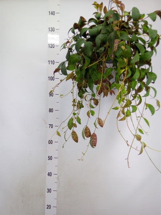 <h4>Aeschynanthus marmoratus</h4>