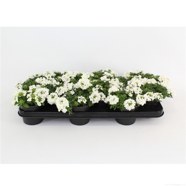 <h4>Verbena Magelana White</h4>